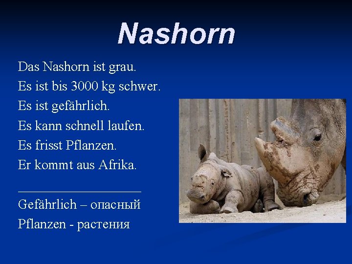 Nashorn Das Nashorn ist grau. Es ist bis 3000 kg schwer. Es ist gefährlich.