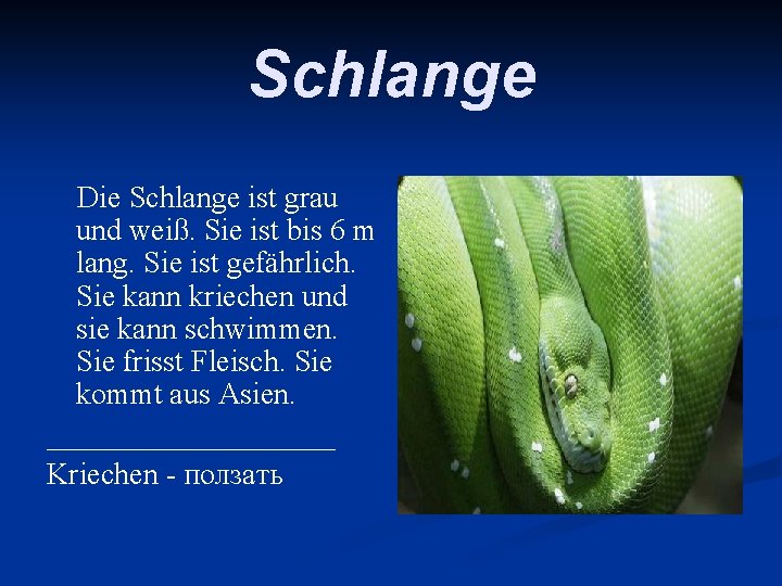 Schlange Die Schlange ist grau und weiß. Sie ist bis 6 m lang. Sie