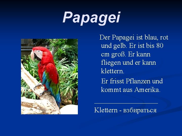 Papagei Der Papagei ist blau, rot und gelb. Er ist bis 80 cm groß.
