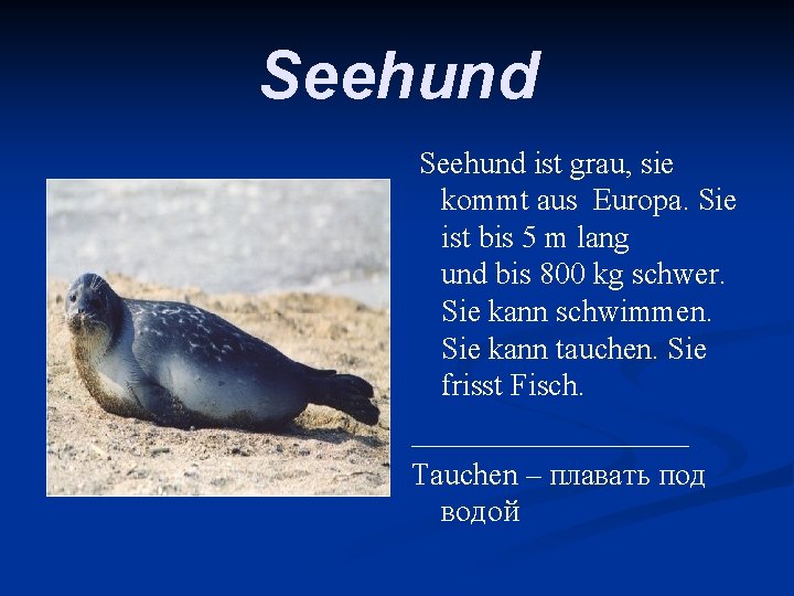 Seehund ist grau, sie kommt aus Europa. Sie ist bis 5 m lang und