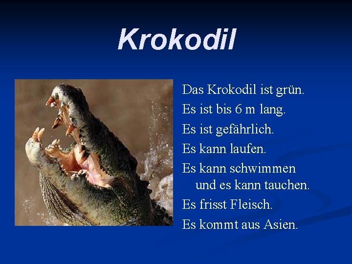Krokodil Das Krokodil ist grün. Es ist bis 6 m lang. Es ist gefährlich.