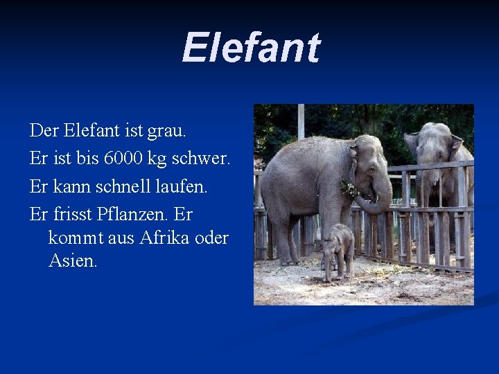 Elefant Der Elefant ist grau. Er ist bis 6000 kg schwer. Er kann schnell