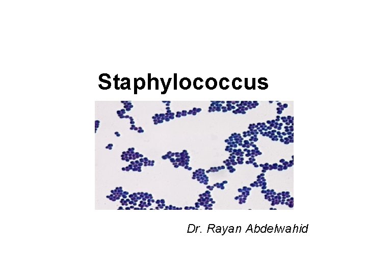 Staphylococcus Dr. Rayan Abdelwahid 