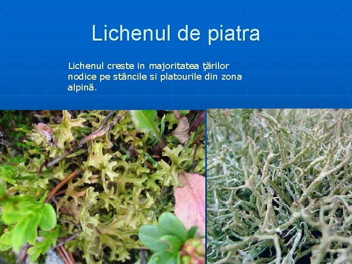 Lichenul de piatra Lichenul creste in majoritatea ţărilor nodice pe stâncile si platourile din