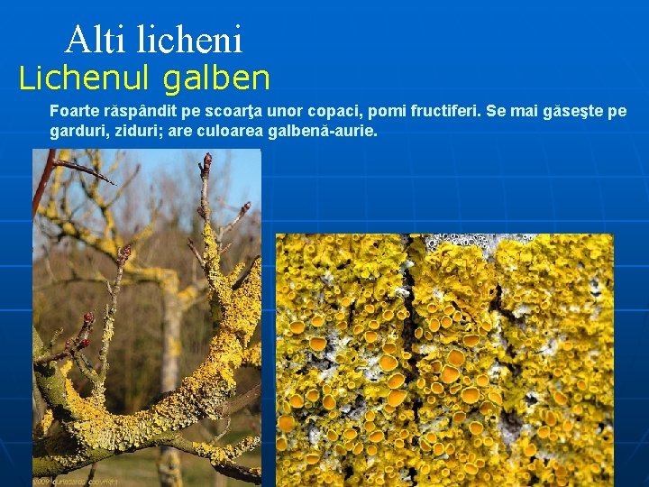 Alti licheni Lichenul galben Foarte răspândit pe scoarţa unor copaci, pomi fructiferi. Se mai