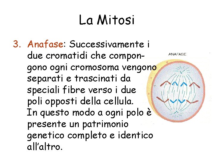 La Mitosi 3. Anafase: Successivamente i due cromatidi che compongono ogni cromosoma vengono separati