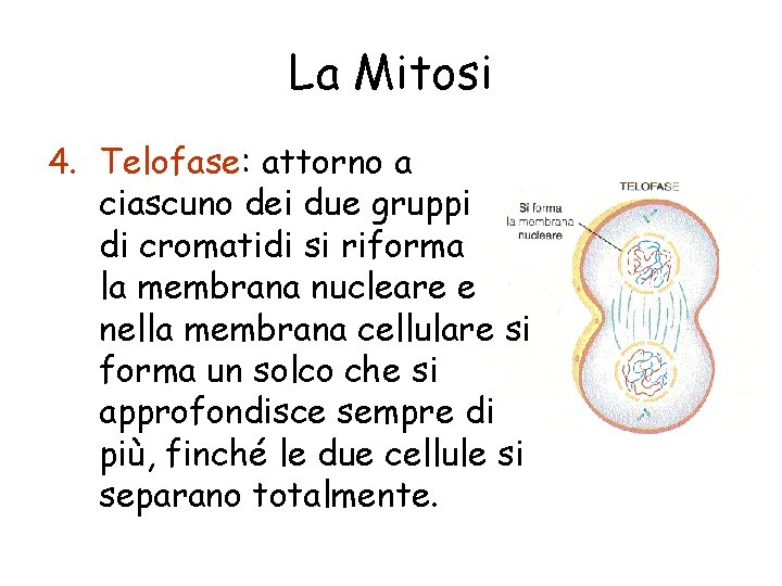 La Mitosi 4. Telofase: attorno a ciascuno dei due gruppi di cromatidi si riforma