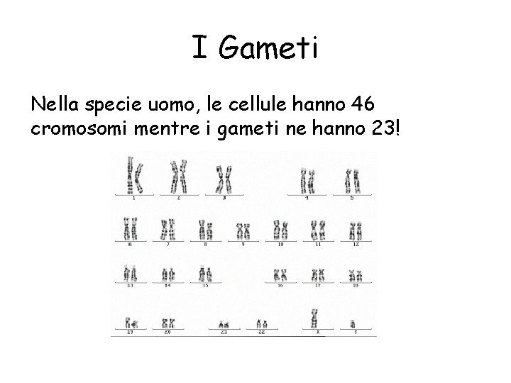 I Gameti Nella specie uomo, le cellule hanno 46 cromosomi mentre i gameti ne