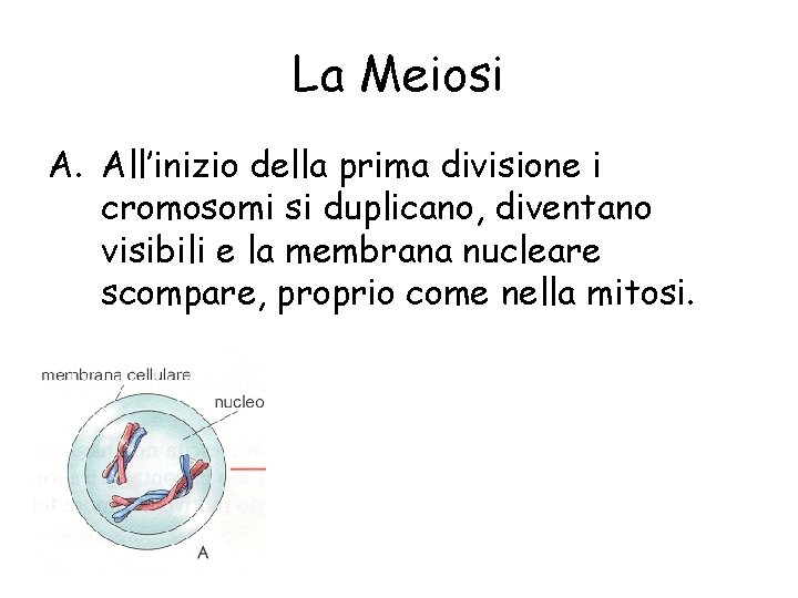 La Meiosi A. All’inizio della prima divisione i cromosomi si duplicano, diventano visibili e