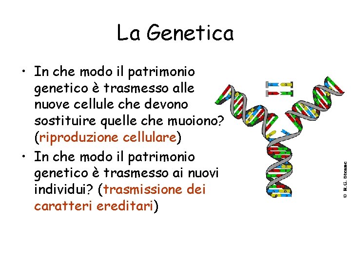 La Genetica • In che modo il patrimonio genetico è trasmesso alle nuove cellule