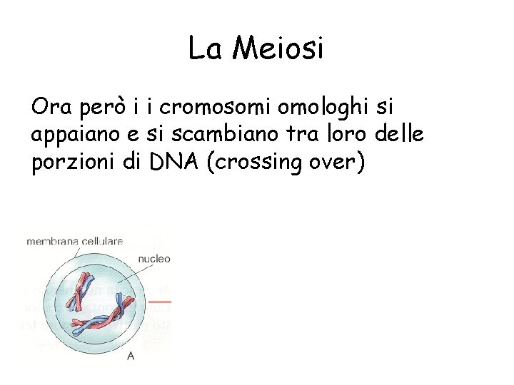 La Meiosi Ora però i i cromosomi omologhi si appaiano e si scambiano tra