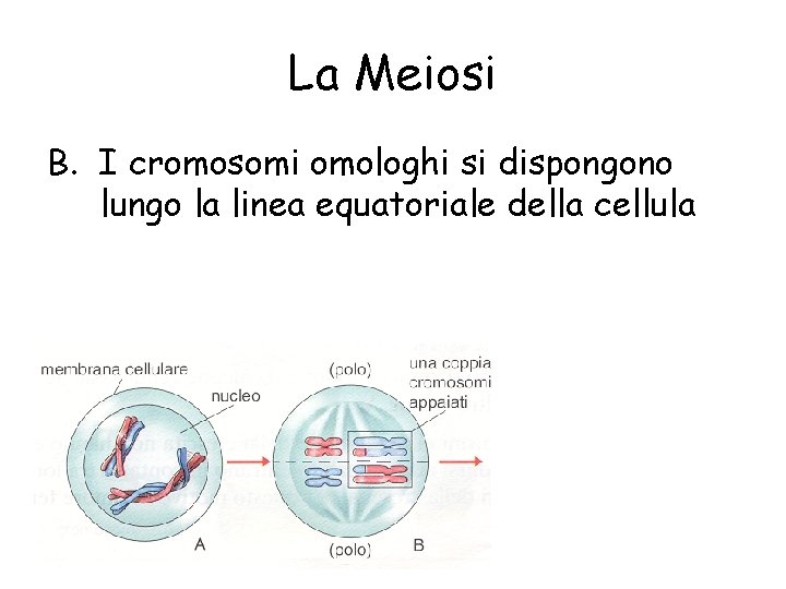 La Meiosi B. I cromosomi omologhi si dispongono lungo la linea equatoriale della cellula