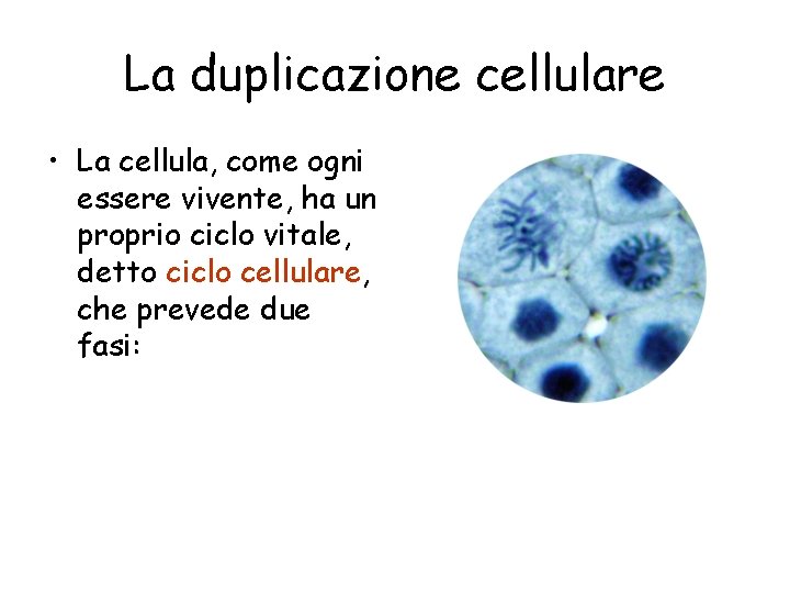 La duplicazione cellulare • La cellula, come ogni essere vivente, ha un proprio ciclo