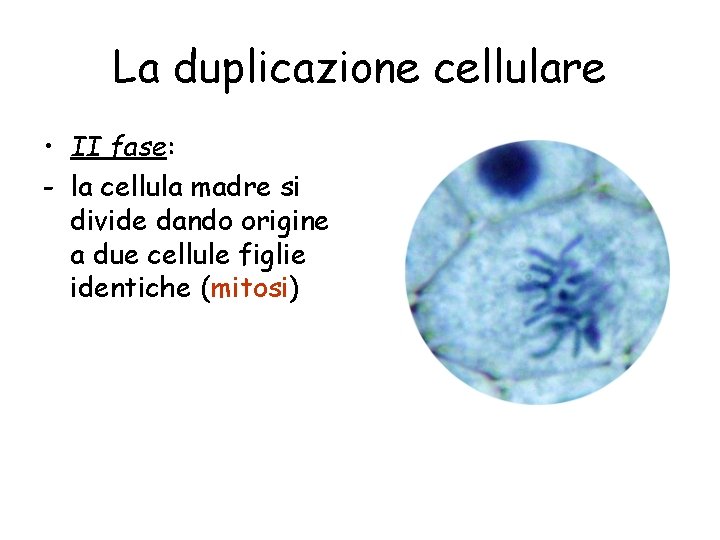 La duplicazione cellulare • II fase: - la cellula madre si divide dando origine