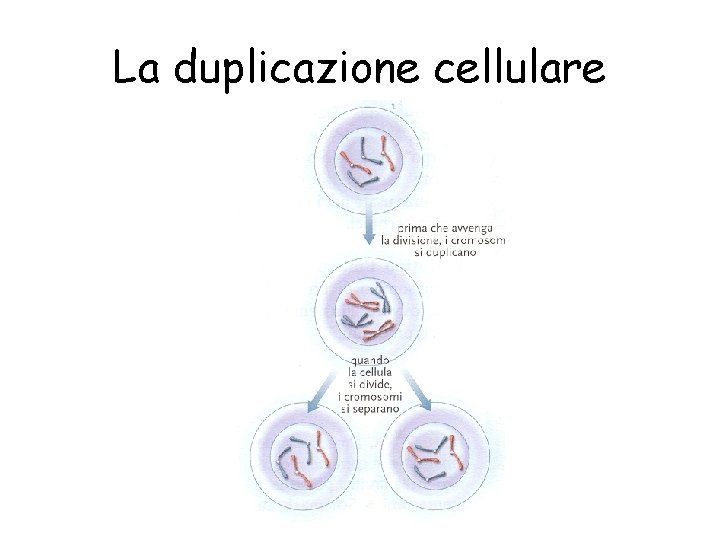 La duplicazione cellulare 