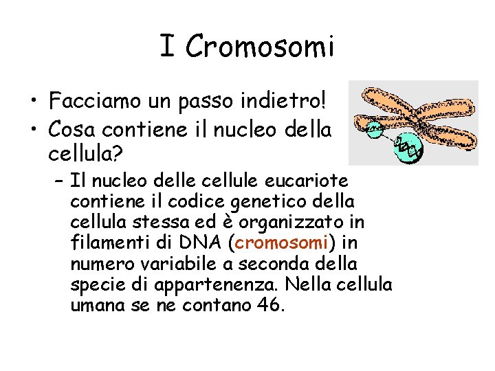 I Cromosomi • Facciamo un passo indietro! • Cosa contiene il nucleo della cellula?