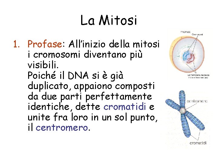 La Mitosi 1. Profase: All’inizio della mitosi i cromosomi diventano più visibili. Poiché il