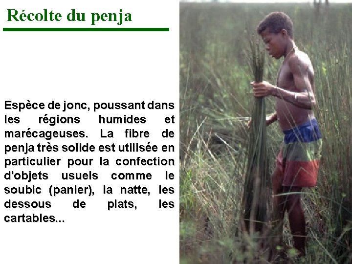 Récolte du penja Espèce de jonc, poussant dans les régions humides et marécageuses. La