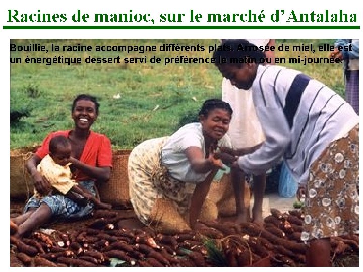 Racines de manioc, sur le marché d’Antalaha Bouillie, la racine accompagne différents plats. Arrosée