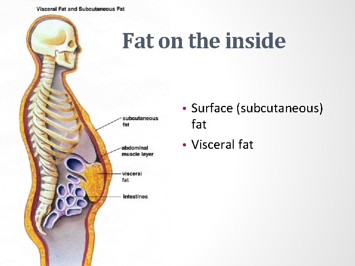 Fat on the inside Surface (subcutaneous) fat • Visceral fat • 