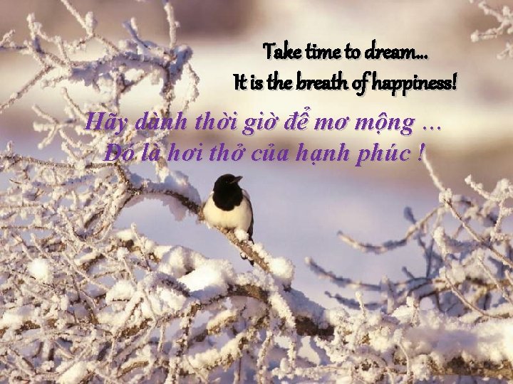 Take time to dream… It is the breath of happiness! Hãy dành thời giờ