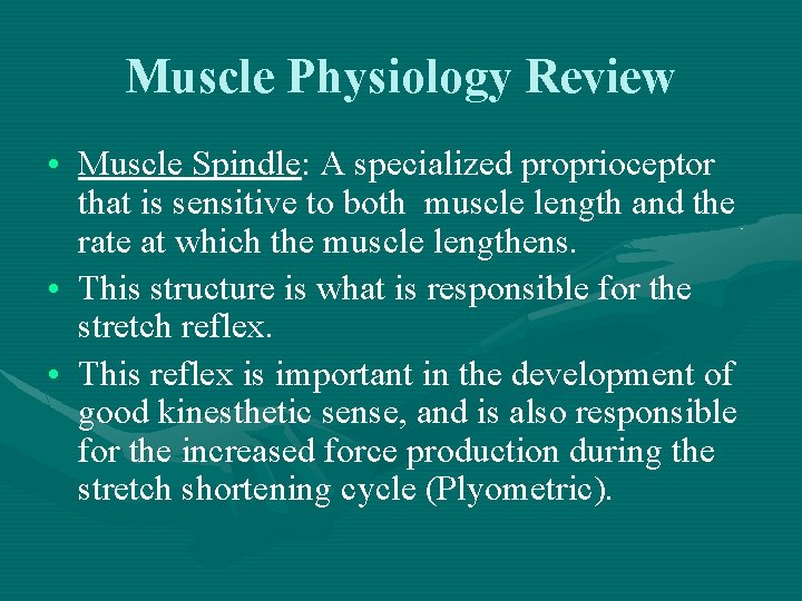 Muscle Physiology Review • Muscle Spindle: A specialized proprioceptor that is sensitive to both