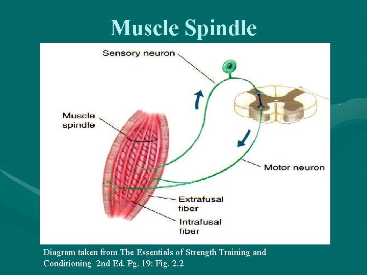 Muscle Spindle Diagram taken from The Essentials of Strength Training and Conditioning 2 nd