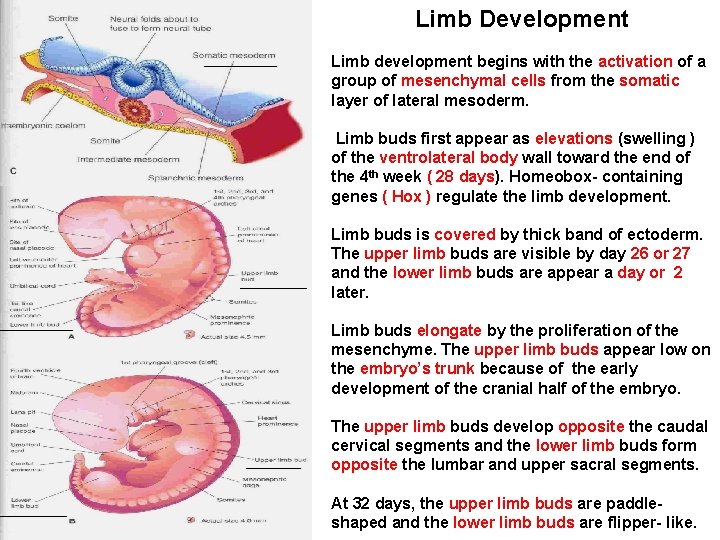 Limb Development Limb development begins with the activation of a group of mesenchymal cells