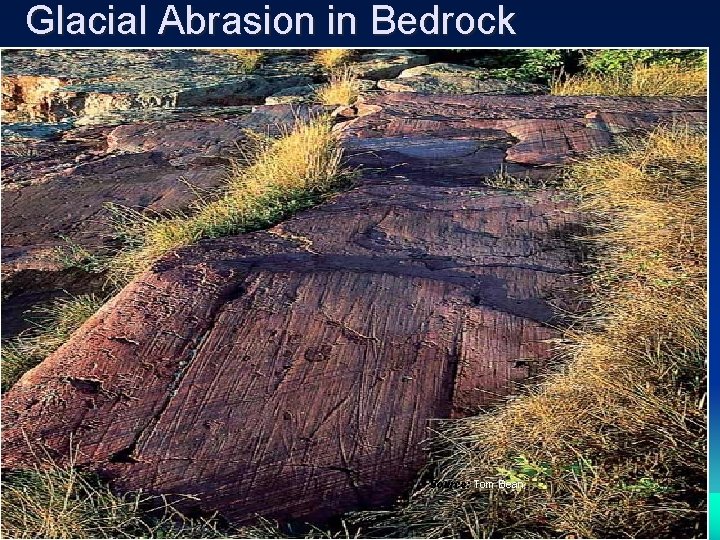 Glacial Abrasion in Bedrock Source: Tom Bean 