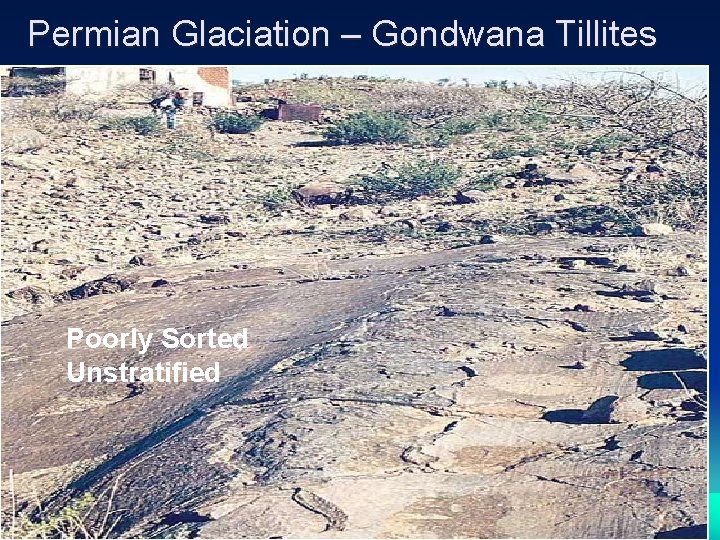 Permian Glaciation – Gondwana Tillites Poorly Sorted Unstratified 