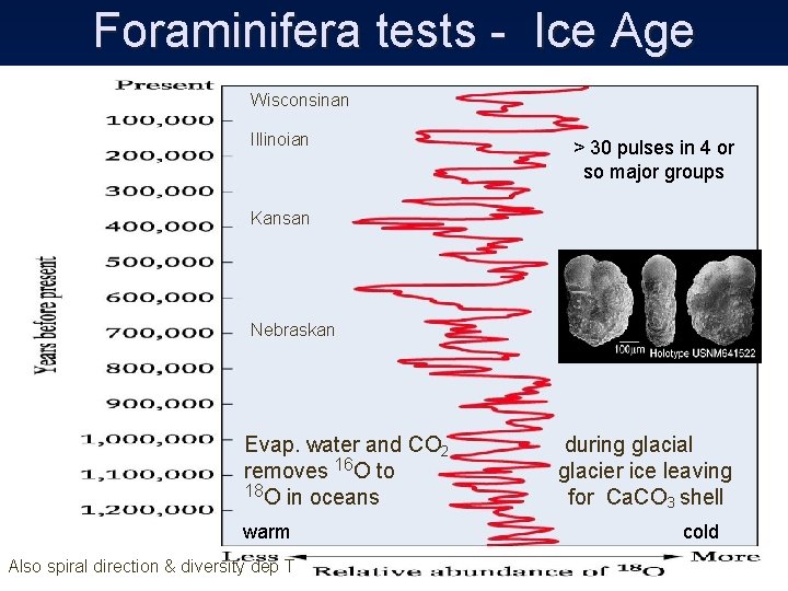 Foraminifera tests - Ice Age Wisconsinan Illinoian > 30 pulses in 4 or so