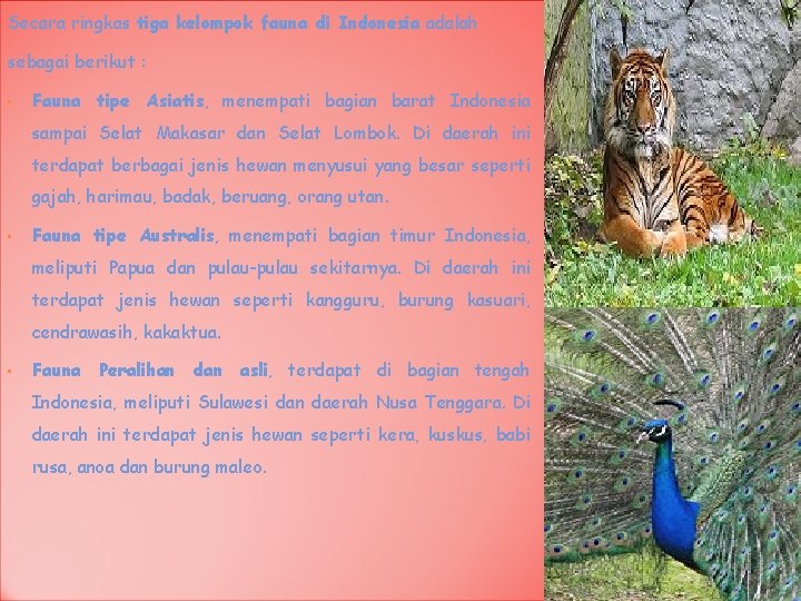 Secara ringkas tiga kelompok fauna di Indonesia adalah sebagai berikut : • Fauna tipe
