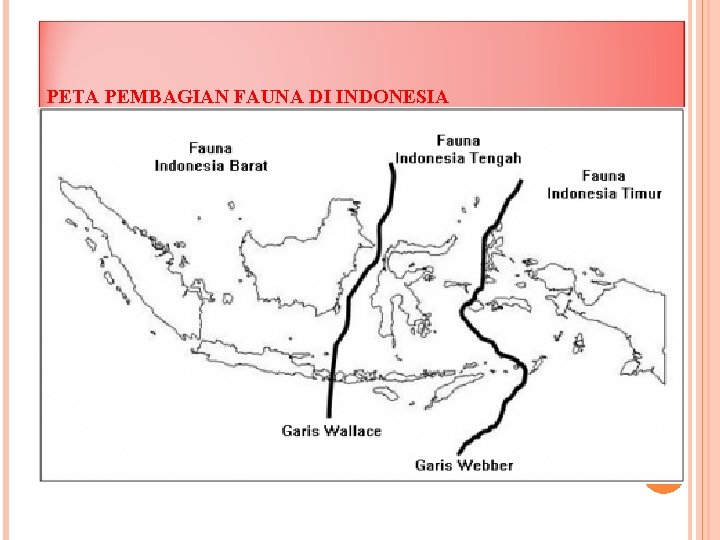 PETA PEMBAGIAN FAUNA DI INDONESIA 