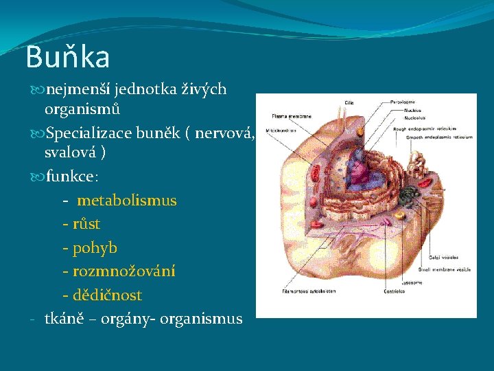 Buňka nejmenší jednotka živých organismů Specializace buněk ( nervová, svalová ) funkce: - metabolismus