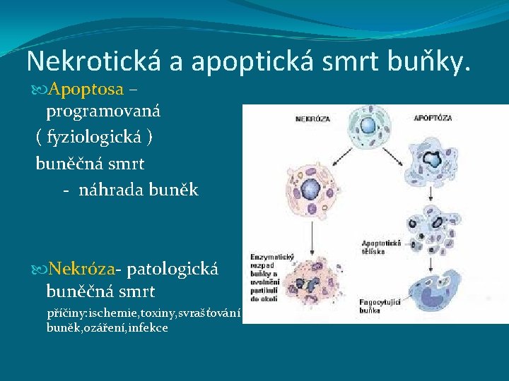 Nekrotická a apoptická smrt buňky. Apoptosa – programovaná ( fyziologická ) buněčná smrt -