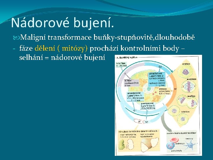 Nádorové bujení. Maligní transformace buňky-stupňovitě, dlouhodobě - fáze dělení ( mitózy) prochází kontrolními body