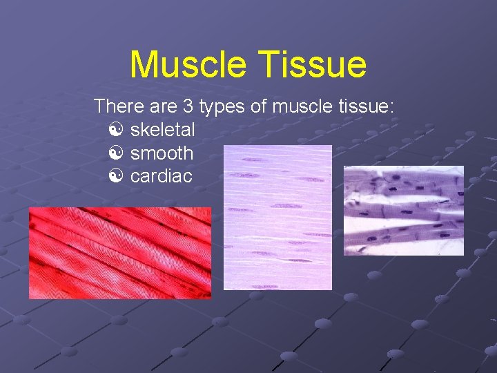 Muscle Tissue There are 3 types of muscle tissue: skeletal smooth cardiac 