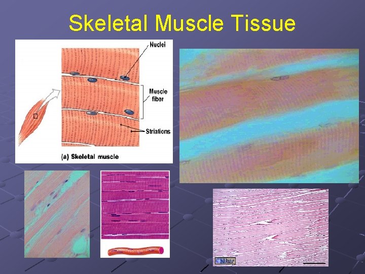 Skeletal Muscle Tissue 