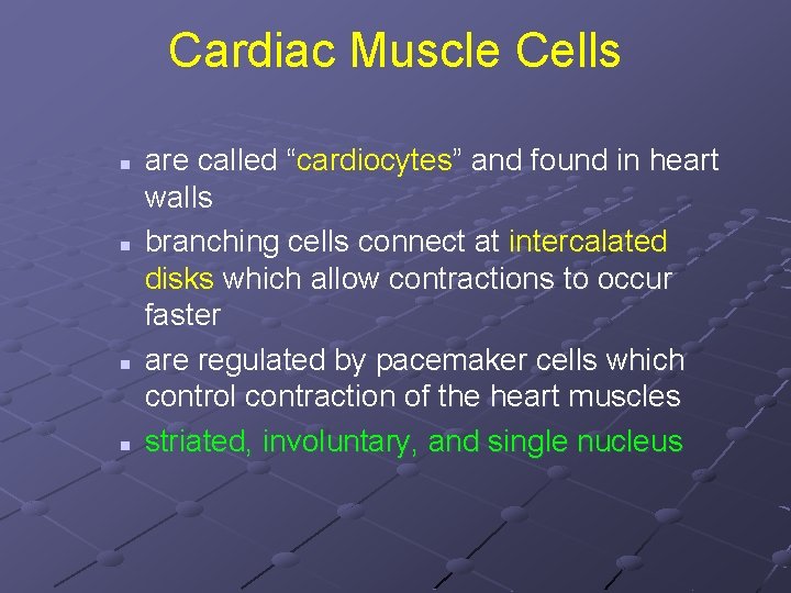 Cardiac Muscle Cells n n are called “cardiocytes” and found in heart walls branching