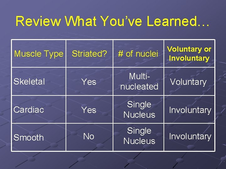 Review What You’ve Learned… Muscle Type Striated? # of nuclei Voluntary or Involuntary Skeletal