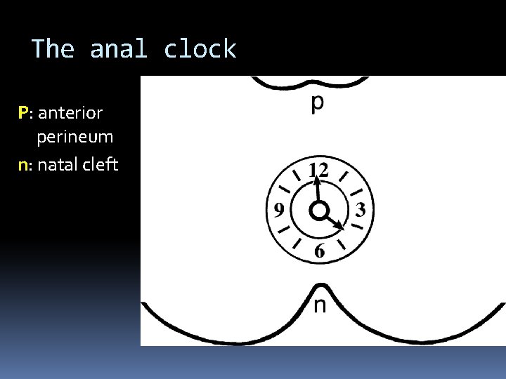 The anal clock P: anterior perineum n: natal cleft 