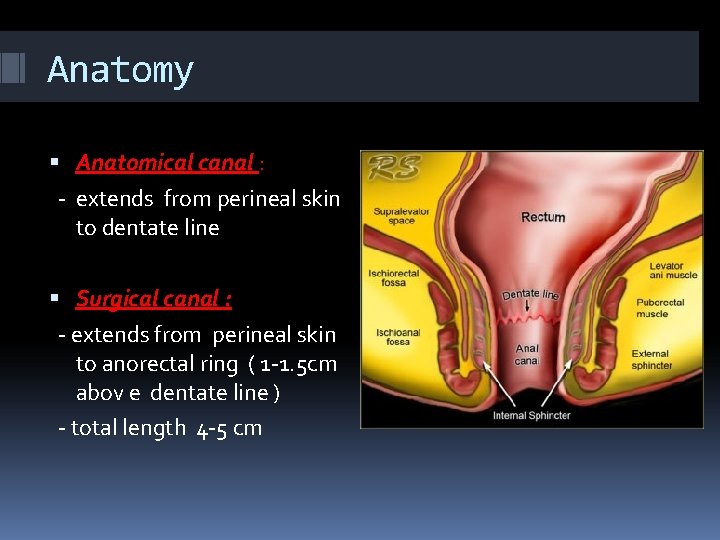 Anatomy Anatomical canal : - extends from perineal skin to dentate line Surgical canal