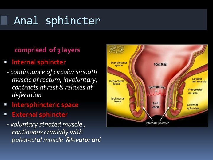 Anal sphincter comprised of 3 layers Internal sphincter - continuance of circular smooth muscle