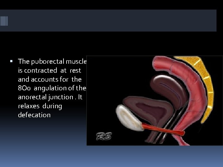  The puborectal muscle is contracted at rest and accounts for the 8 O