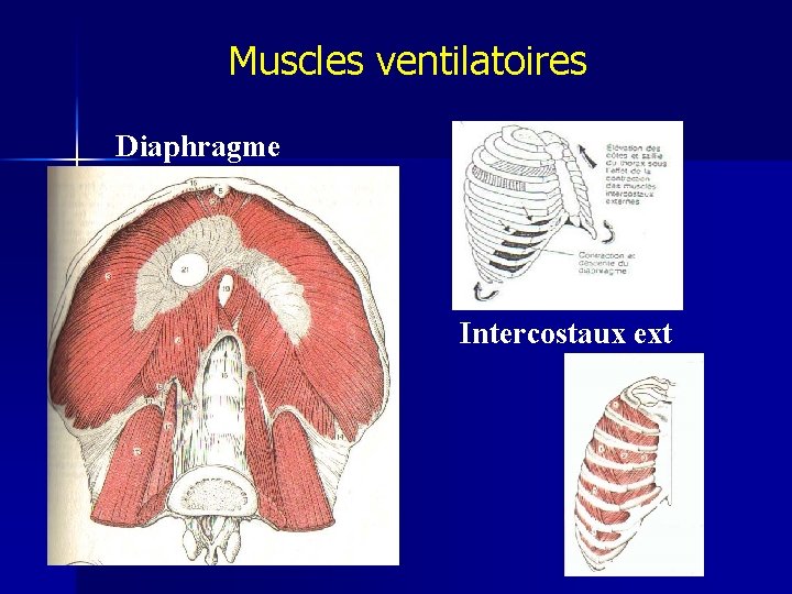 Muscles ventilatoires Diaphragme Intercostaux ext 