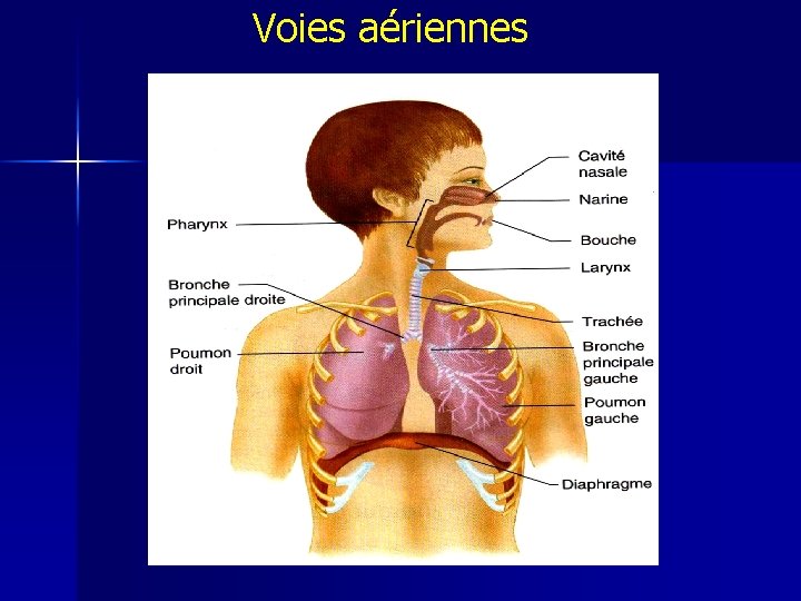 Voies aériennes 