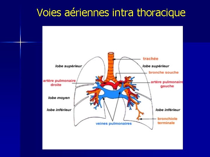 Voies aériennes intra thoracique 