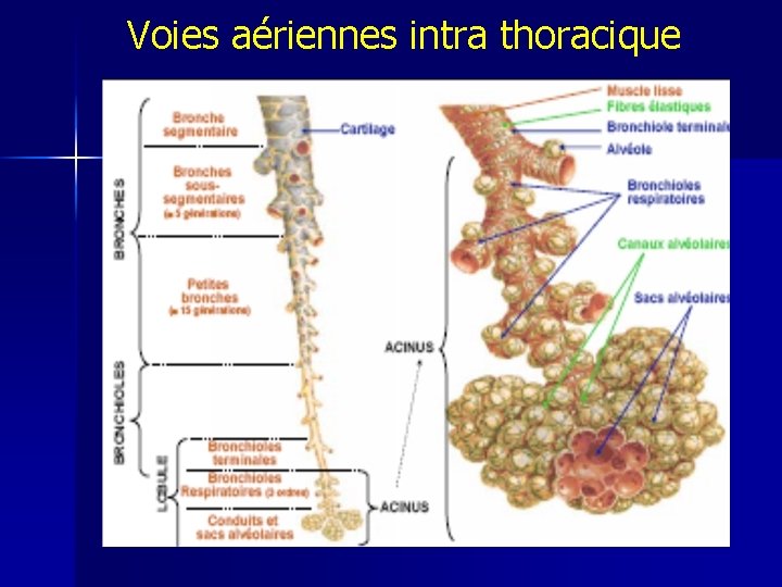 Voies aériennes intra thoracique 
