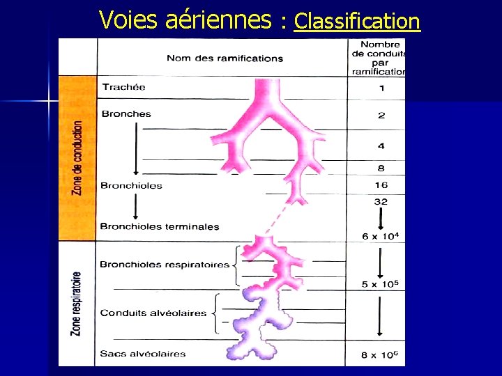 Voies aériennes : Classification 