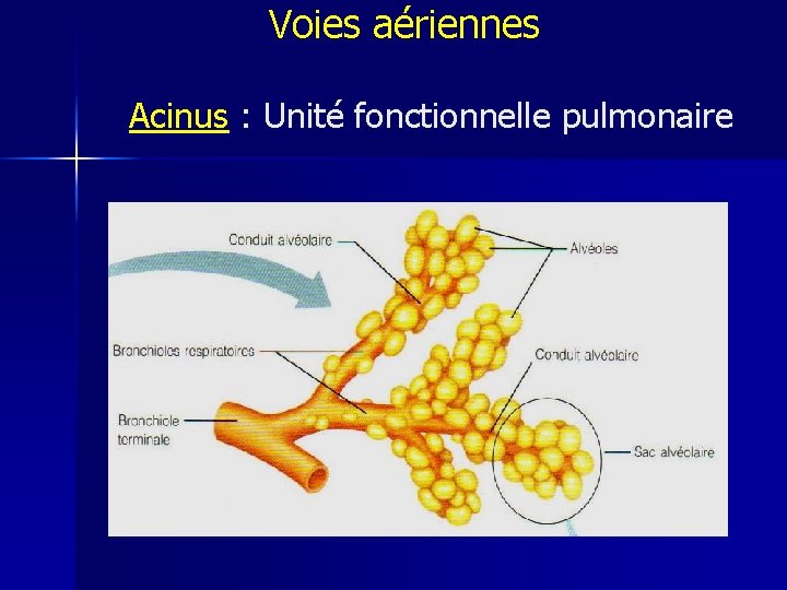 Voies aériennes Acinus : Unité fonctionnelle pulmonaire 